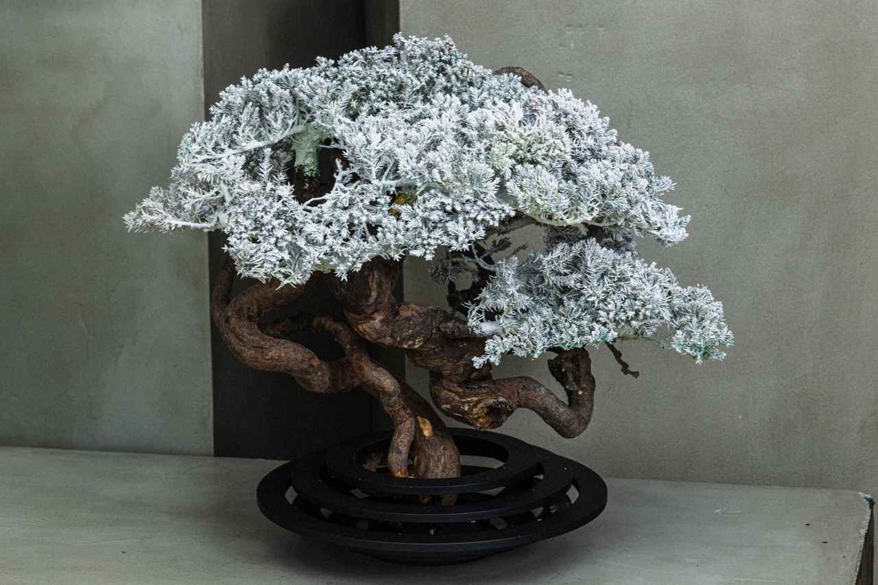 画像: ADDIXY「RISE and FALL」×「RE BONSAI™」