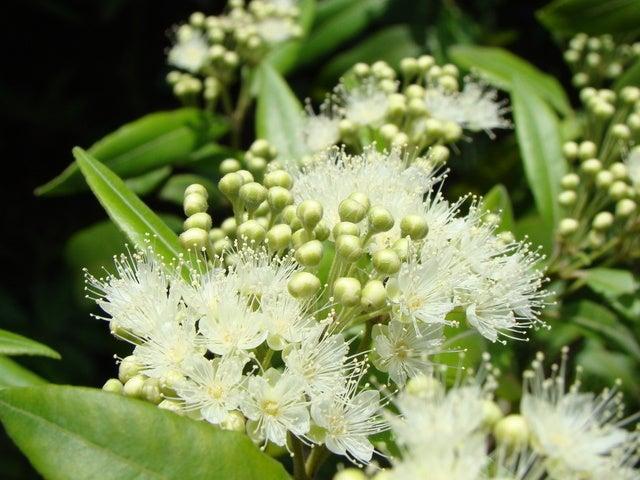 画像1: 「レモンマートル」とは?