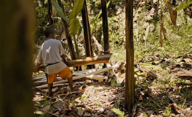 画像: 森林農法によるアバカの収穫。既存の森林生態系の中で栽培