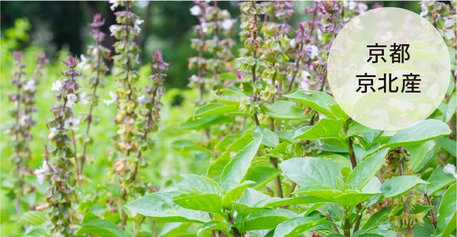 画像4: 主要成分