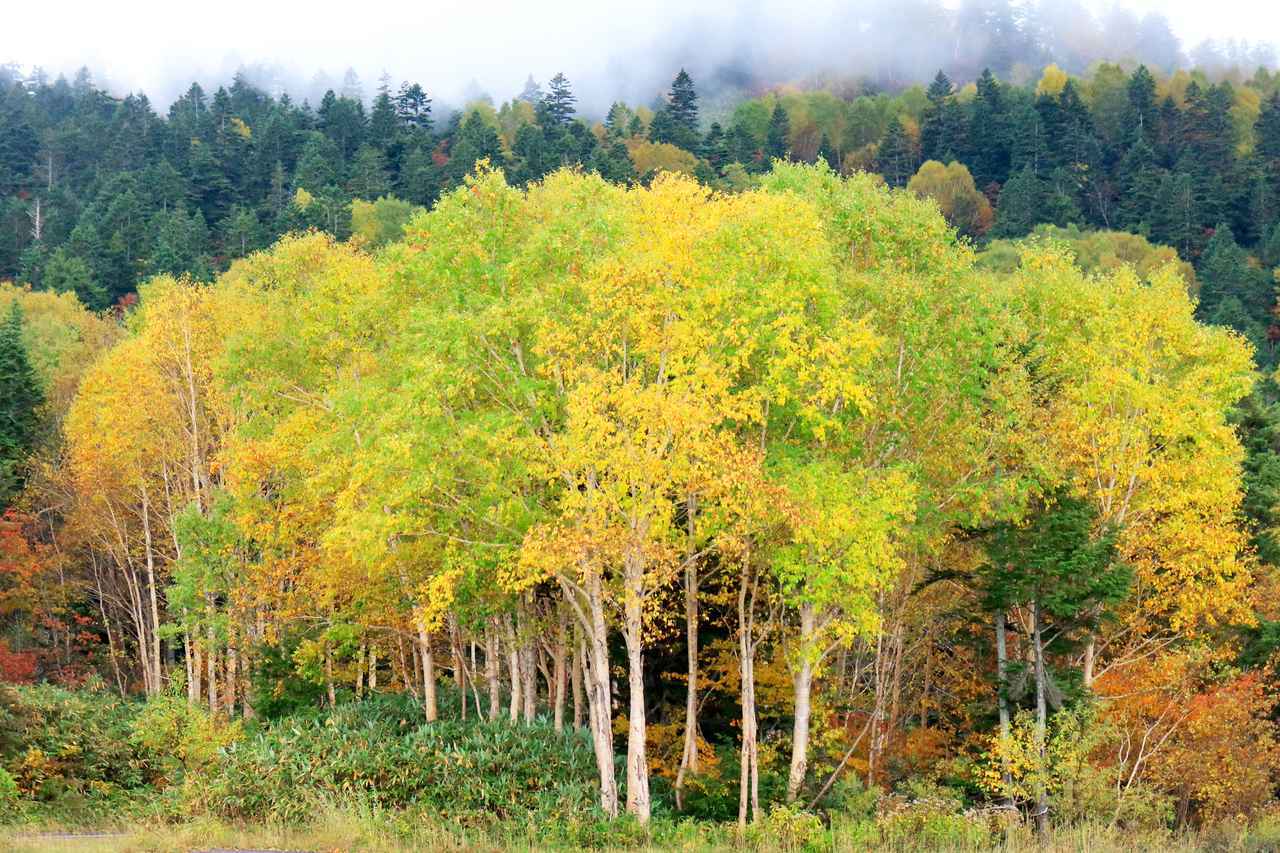 画像2: 志賀草津道路をゆく