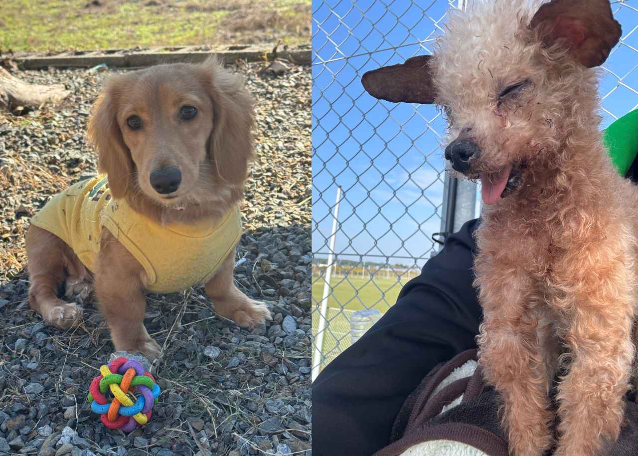 画像: ▲彌榮選手の愛犬たち。※ご本人提供