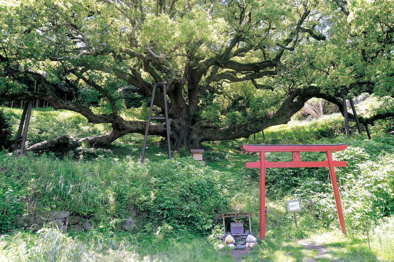 画像: ▲急勾配の山道を登り続けると、神秘的な雰囲気の巨大な楠が姿を現す。