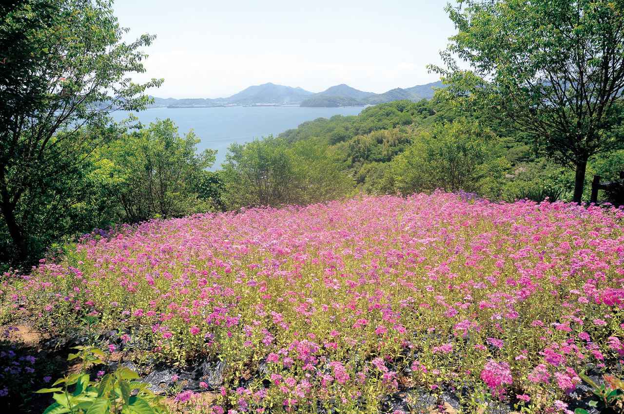 画像: ▲ナデシコの花畑の向こう側に、瀬戸内海の美しい海が広がる。