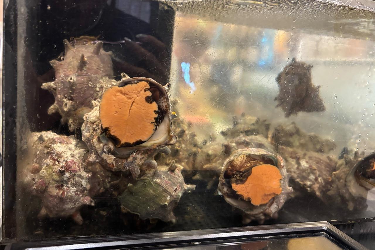 画像: ▲カウンター席の目の前には大きなサザエの水槽があり、元気に壁に張り付いていました。サザエ丼を頼むとあそこから引き揚げられるのでしょう。