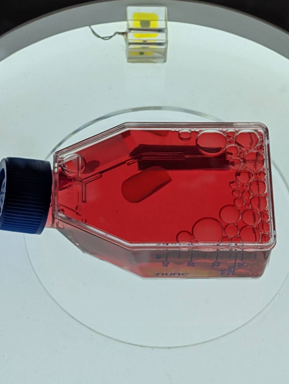 画像2: iPS細胞が秘める再生医療の可能性