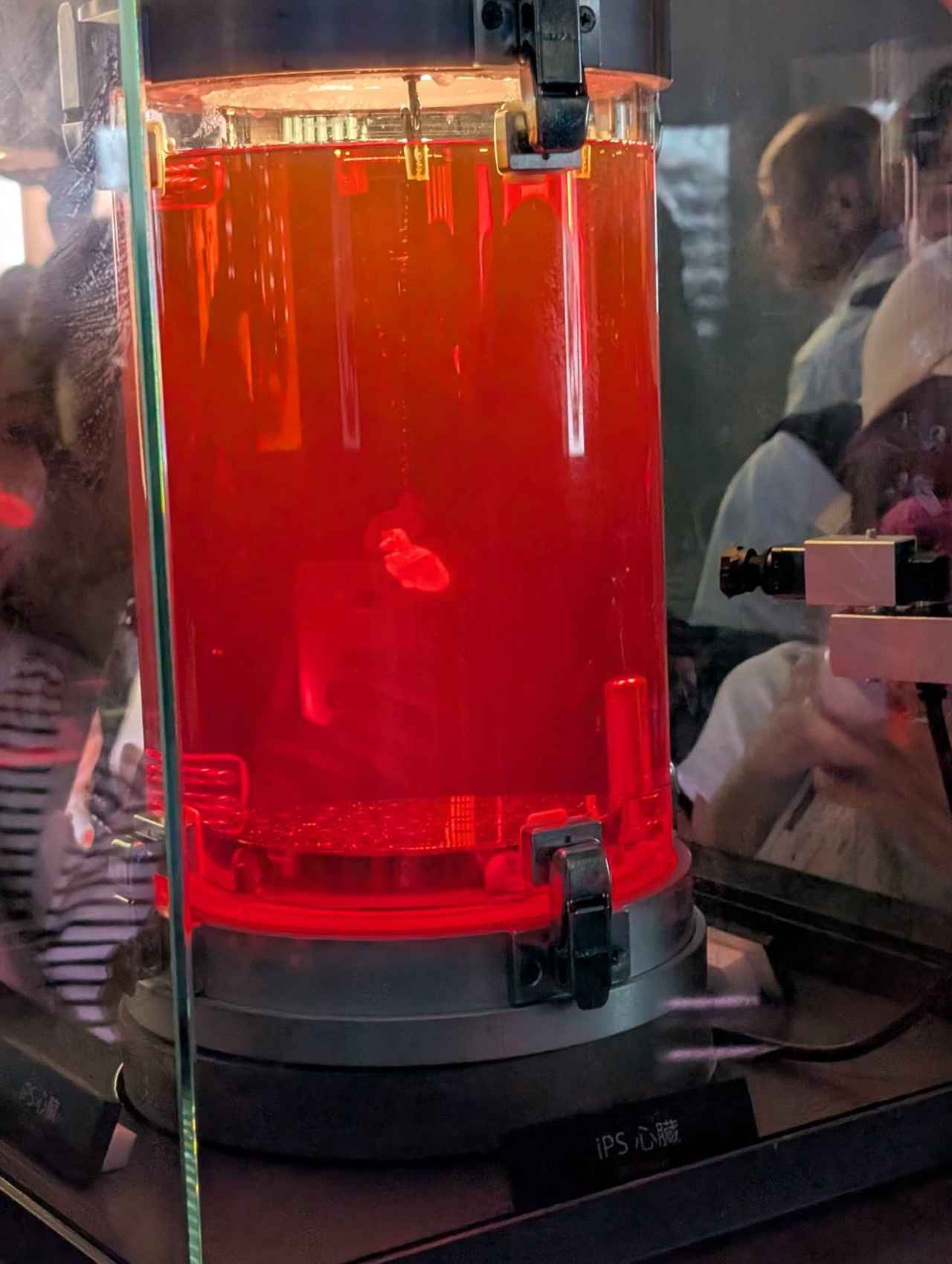 画像: 医療が発展する可能性を感じずにはいられなかったiPS細胞で作られた「iPS心臓」および「iPS心筋シート」の展示。