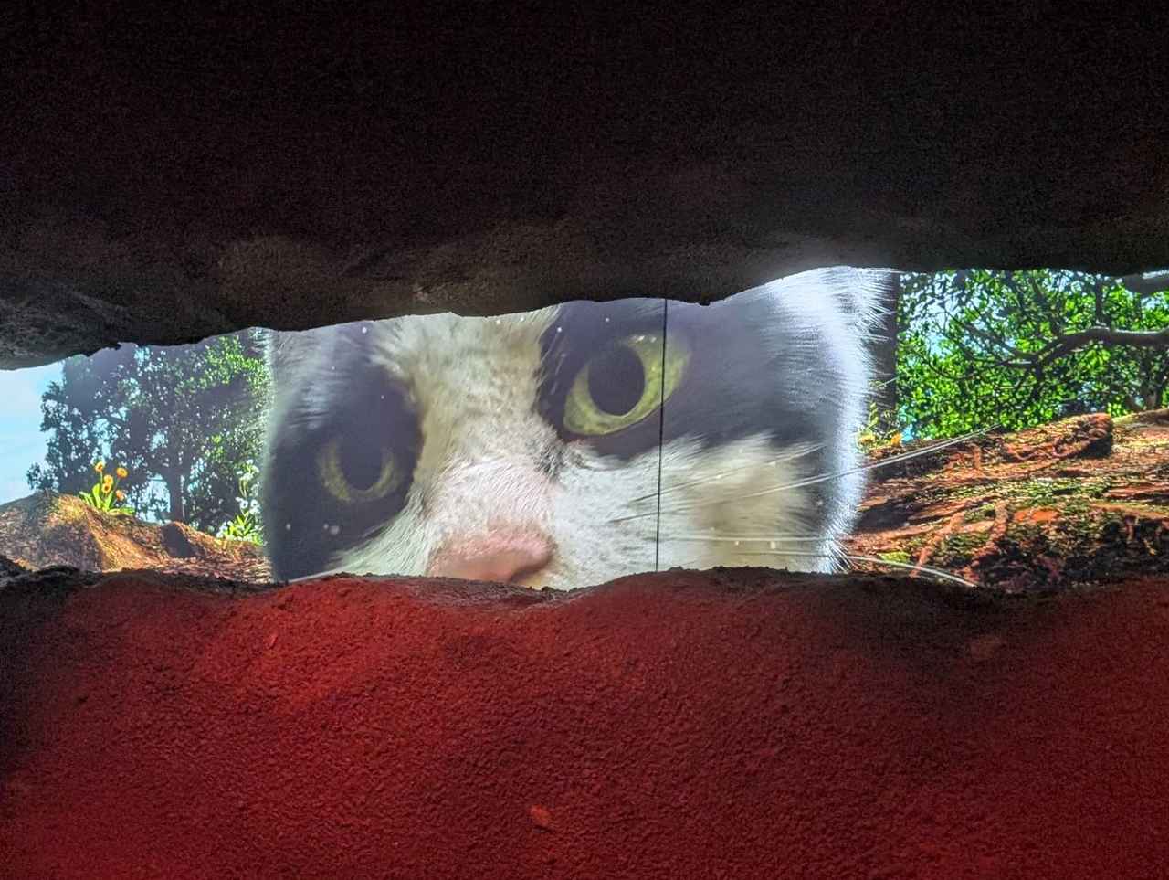 画像: 微生物の視線では、このように猫も大型動物のように見えるそう。