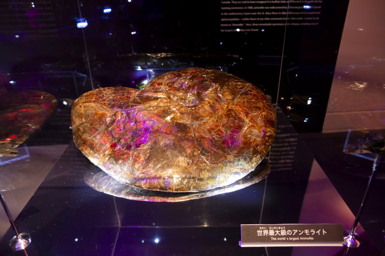 画像2: 「いのちの歴史ゾーン」