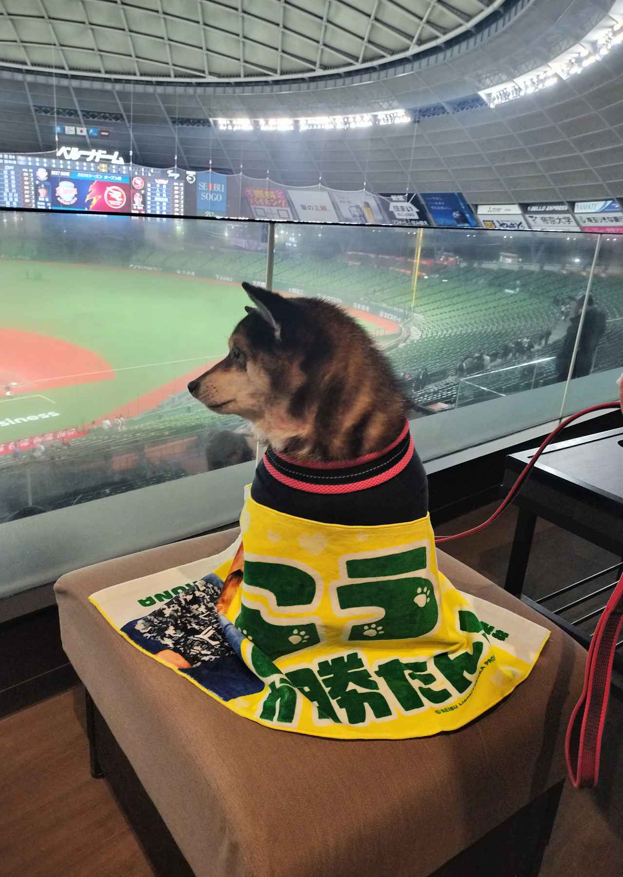 画像: 柴犬の茶和ちゃんの視線の先には、迫力あるピッチングが魅力の髙橋光成投手！　ペットと一緒に推し選手の応援をするのが楽しいですね