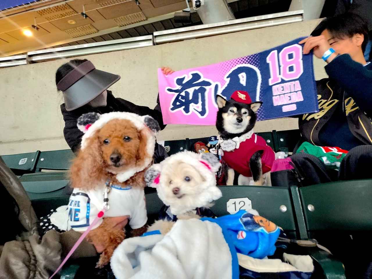 画像2: 推しの選手が登場するたびに飼い主さんもわんちゃんも大熱狂！