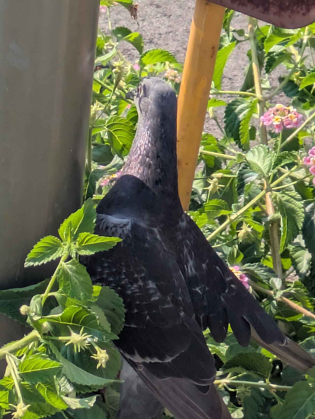 画像1: 2026/8/19(水）今日のiDoBuddy