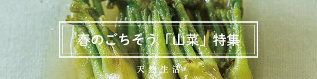 「山菜」の絶品レシピ15選