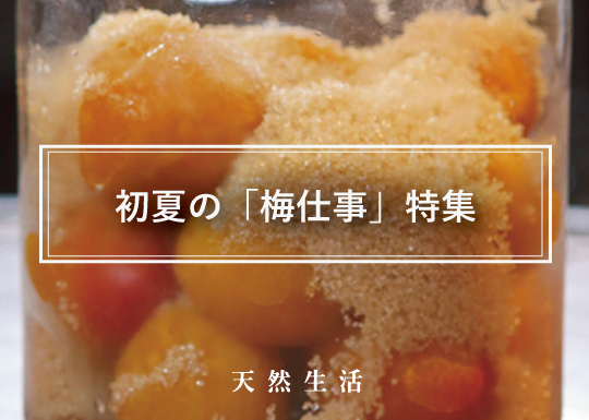 かんたん「梅仕事」特集