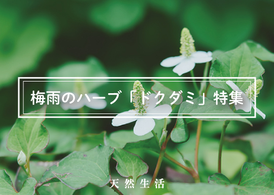 梅雨のハーブ「ドクダミ」特集