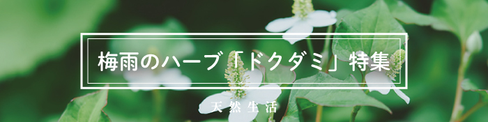 梅雨のハーブ「ドクダミ」特集