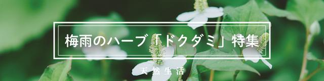 梅雨のハーブ「ドクダミ」特集