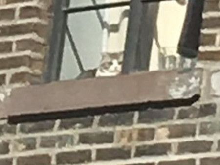 テイラー・スウィフト Taylor Swift 猫 ネコ 自宅