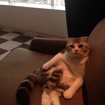 テイラー・スウィフト Taylor Swift 猫 ネコ 自宅